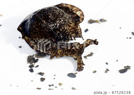 アメフラシ アメフラシ 87526238