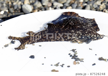 アメフラシ 87526248