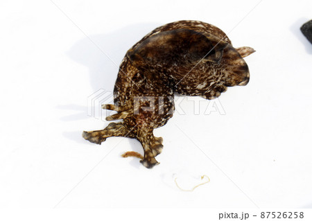 アメフラシ 87526258