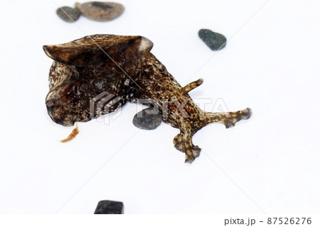 アメフラシ 87526276