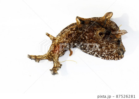 アメフラシ アメフラシ 87526281