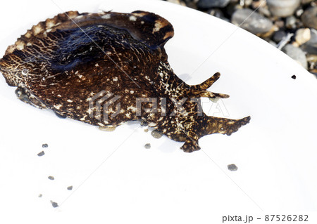 アメフラシ 87526282