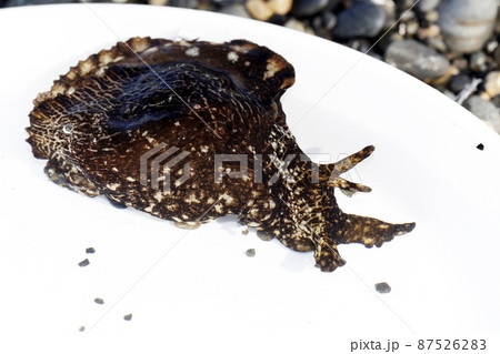 アメフラシ アメフラシ 87526283