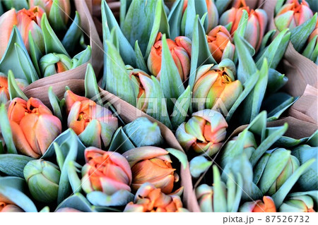 Close up of orange tulips from above 87526732