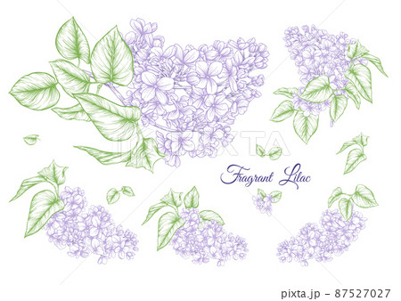 Lilac Flower Set In Botanical Classical のイラスト素材