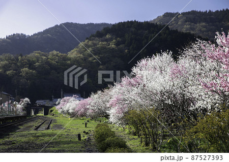 〔福井県・勝原駅・4月〕線路近くから見る、満開の花桃と雄大な山 87527393