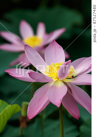 蓮の花 初夏のイメージ 蓮の花 初夏のイメージ 87527480