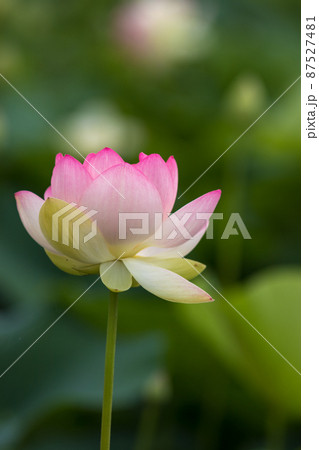 蓮の花　初夏のイメージ 87527481