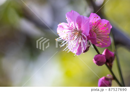 紅梅　初春イメージ 87527690