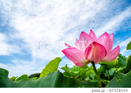 蓮の花 夏のイメージ 蓮の花 夏のイメージ 87528154