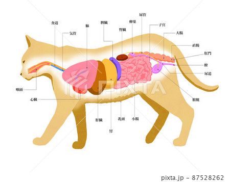 メス猫の解剖図線なしのイラスト素材