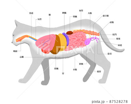 オス猫の解剖図線なしのイラスト素材