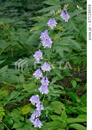 多数の花が咲いたエゾトリカブト（北海道・層雲峡） 87528608