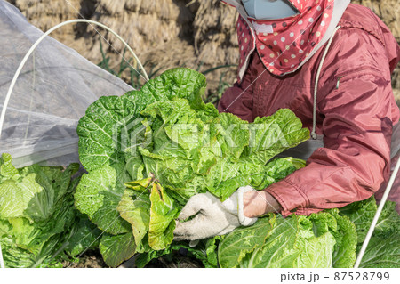 白菜を収穫するシニア女性 87528799