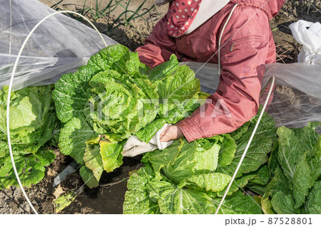 白菜を収穫するシニア女性 87528801