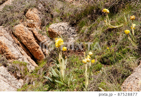 中国四川省北北部　チョラ山峠に咲く黄色いケシ　インテグリフォリアの亜種 87528877