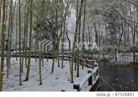 雪の積もった日の公園の竹林 87528891