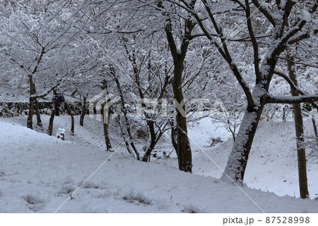雪の積もった日の公園の雑木林 87528998