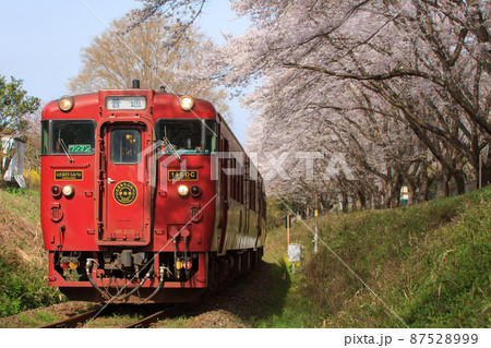 桜並木と観光列車「いさぶろう・しんぺい」 87528999