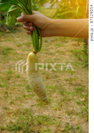 one hand holding white radish background, nature, vegetables, food, fresh, copy space 87529054