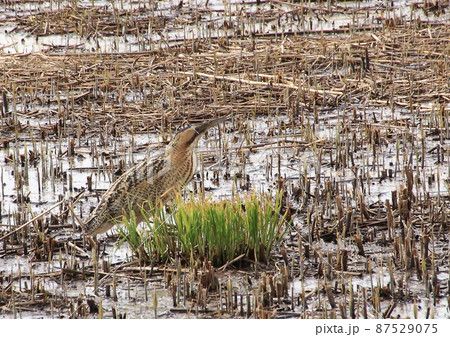 絶滅が危惧される珍しい野鳥が湿地帯に飛来 絶滅が危惧される珍しい野鳥が湿地帯に飛来 87529075