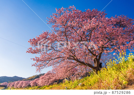 （静岡県）南伊豆町　みなみの桜　夕景 87529286