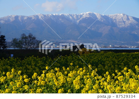 なぎさ公園の菜の花と比良山 なぎさ公園の菜の花と比良山 87529334