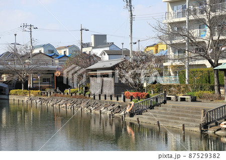 新川千本桜の碑そばの梅の花　東京都江戸川区　 87529382