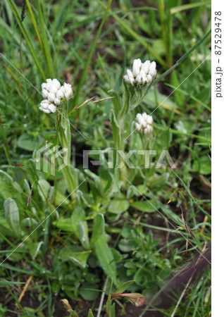 中国　青海省　澤庫県の峠に咲くキク科ヤマハハコ属Anaphalis nicolor var. kok 87529478