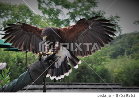 鷹匠3 鷹匠3 87529563