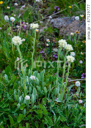 中国　四川省　黒水県　羊拱山峠に咲くキク科ヤマハハコ属　Anaphalis latialata　 87529777