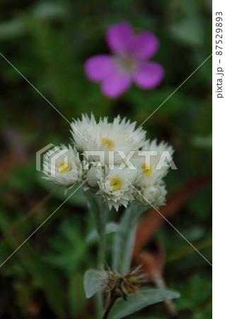 中国 四川省 巴朗山峠に咲くキク科ヤマハハコ属 Anaphalis neparensis 中国 四川省 巴朗山峠に咲くキク科ヤマハハコ属 Anaphalis neparensis 87529893