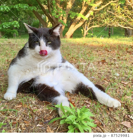 舌を出して座るのら猫 87529981