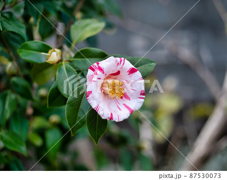 綺麗に咲いた椿の花 綺麗に咲いた椿の花 87530073