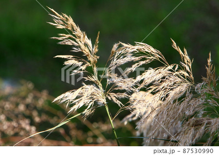 Fluffy and delicate natural spikelets in autumn. Grass and ears of gentle natural background. 87530990
