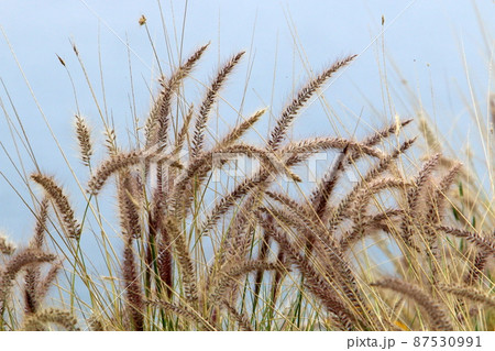 Fluffy and delicate natural spikelets in autumn. Grass and ears of gentle natural background. Fluffy and delicate natural spikelets in autumn. Grass and ears of gentle natural background. 87530991