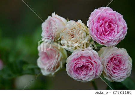 薔薇の花 87531166