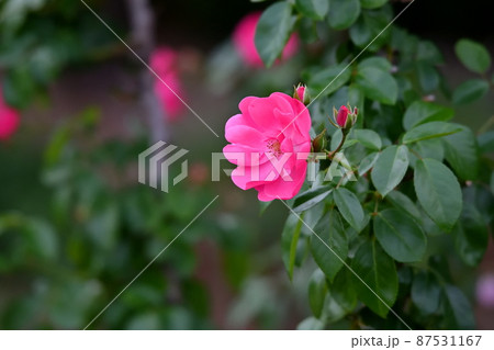 薔薇の花 薔薇の花 87531167