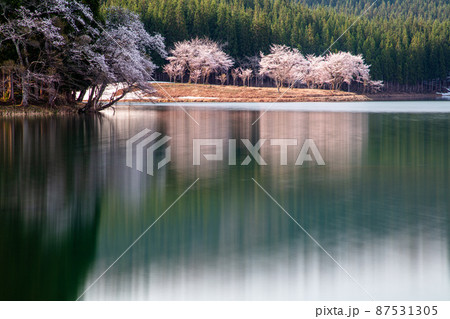 【新潟県】残雪と桜・津南町中子の桜 87531305