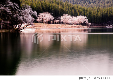 【新潟県】残雪と桜・津南町中子の桜 87531311