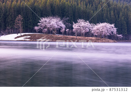 【新潟県】朝靄と桜・津南町中子の桜 87531312
