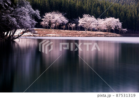 【新潟県】残雪と桜・津南町中子の桜 87531319