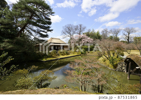 桂離宮　笑意軒　枝垂れ桜 87531865