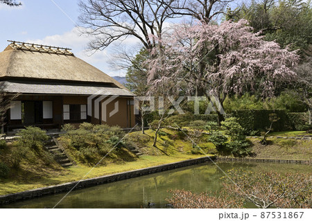 桂離宮　笑意軒　枝垂れ桜 87531867