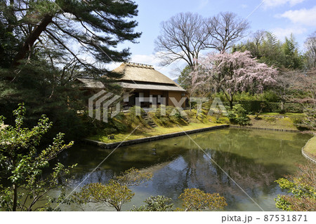 桂離宮　笑意軒　枝垂れ桜 87531871