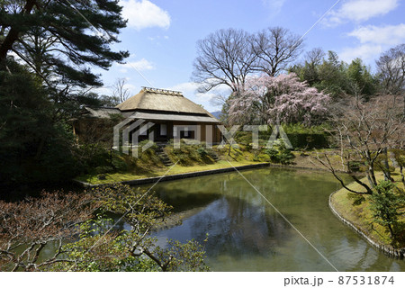 桂離宮　笑意軒　枝垂れ桜 87531874