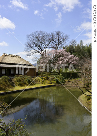 桂離宮　笑意軒　枝垂れ桜 87531875