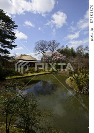 桂離宮　笑意軒　枝垂れ桜 87531876