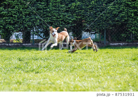 German Boxer dog and a mix dog playing together on the green grass in the garden 87531931