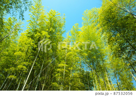 《京都府向日市》新緑の竹林 竹の径/ 87532056